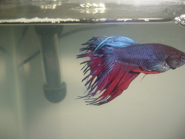 Betta Closeup.jpg