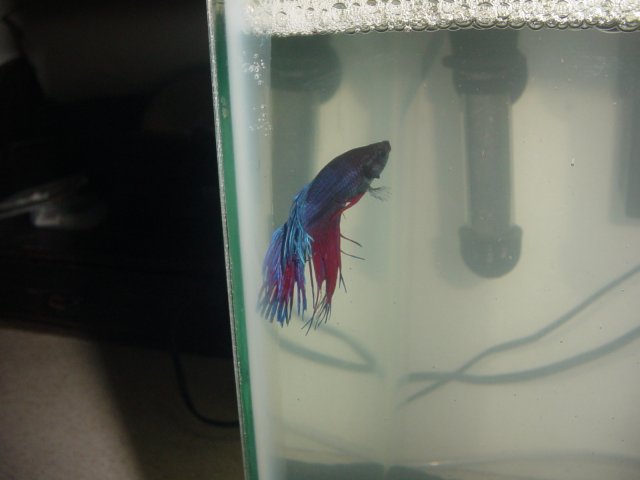 Betta 6.jpg
