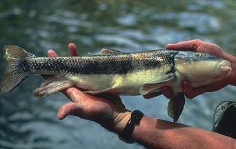 Fishie.jpg