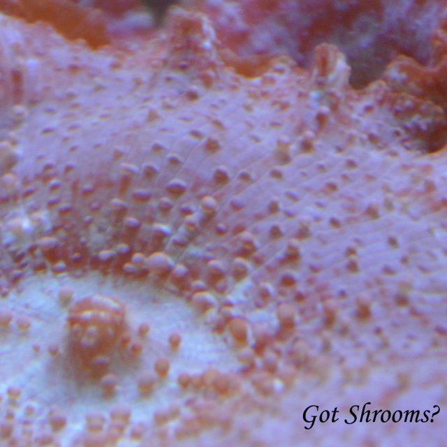 Got Shrooms avatar.jpg