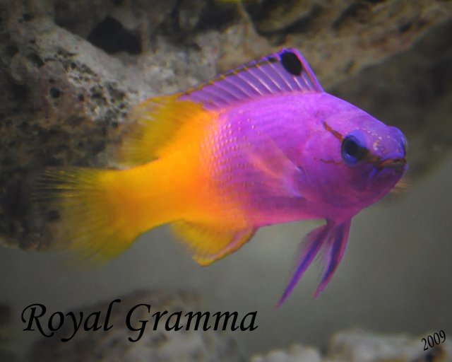 Royal Gramma.jpg