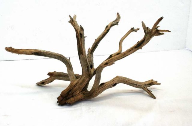 MED STUMP PKG 38 BACK0001.JPG