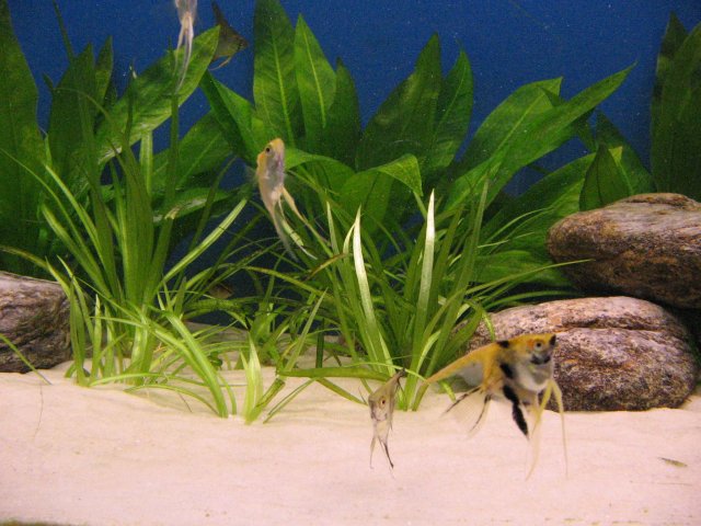 IMG_0007.JPG