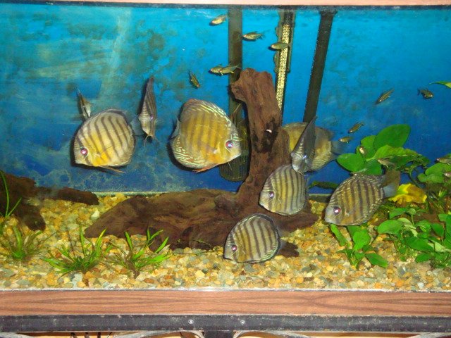 sick discs 09 002.jpg