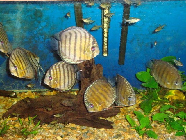 sick discs 09 003.jpg