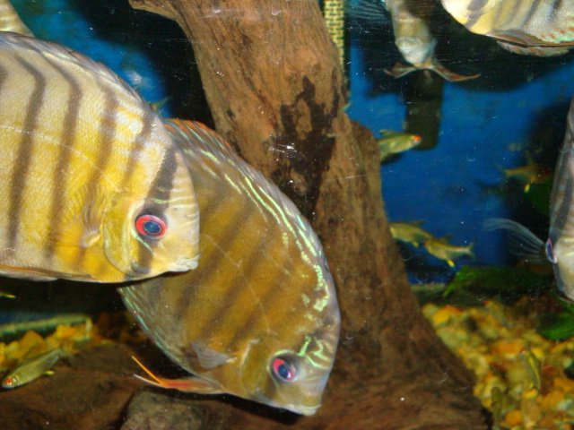 sick discs 09 004.jpg