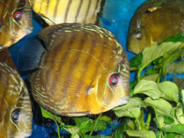 sick discs 09 005.jpg