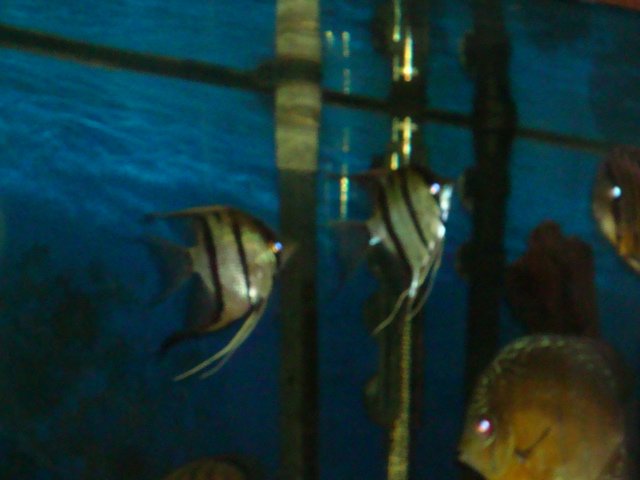 sick discs 09 010.jpg