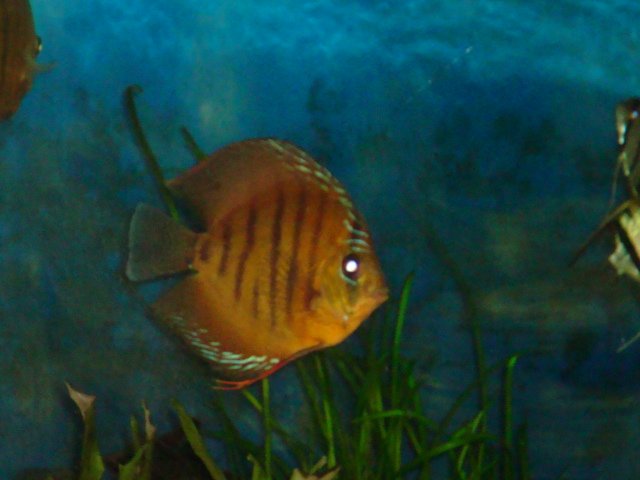 sick discs 09 011.jpg