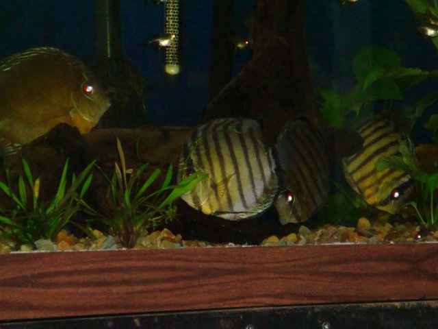 sick discs 09 012.jpg