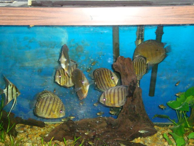 sick discs 09 014.jpg