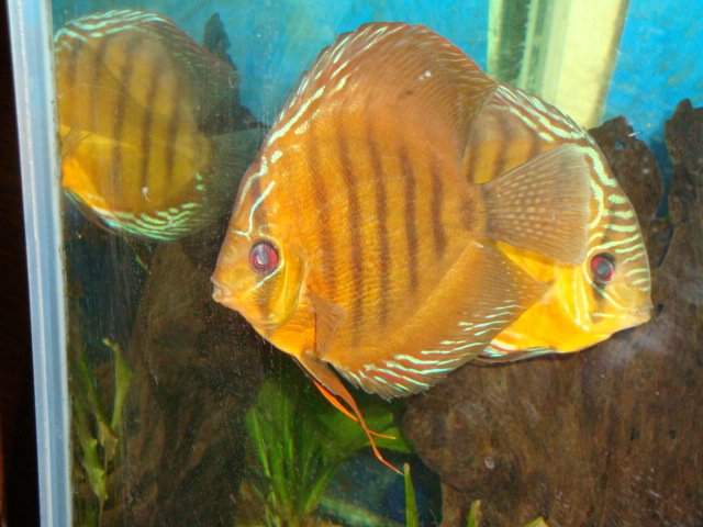 sick discs 09 015.jpg