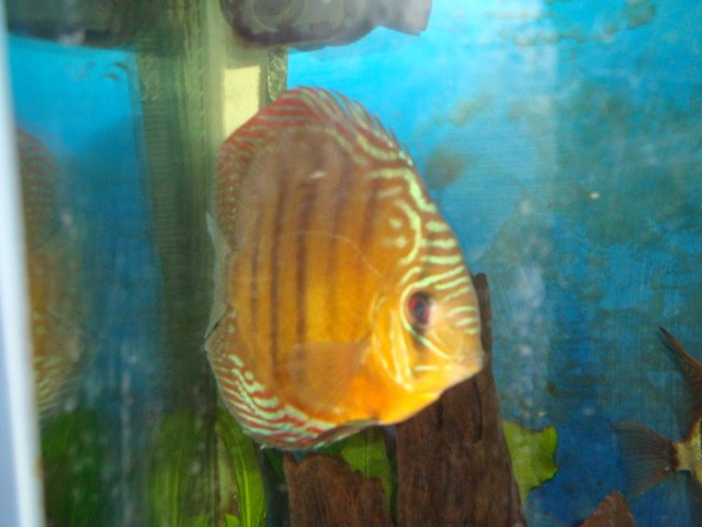 sick discs 09 016.jpg