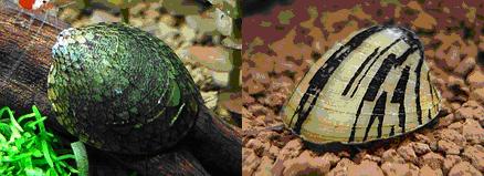 Snail.JPG
