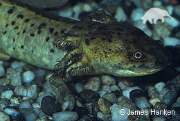 Herp1.jpg
