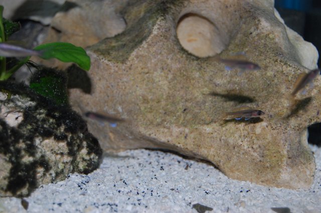 008.JPG 008.JPG