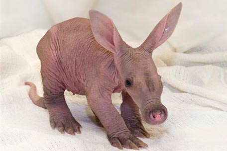 aardvark-epicso-456.jpg