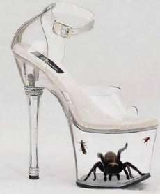 36390,xcitefun-5tarantula-in-freaky-shoes.jpg 36390,xcitefun-5tarantula-in-freaky-shoes.jpg
