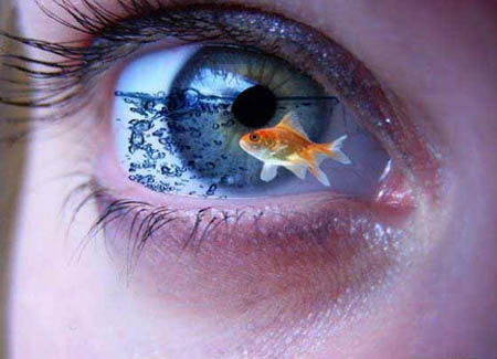 goldfish-eye.jpg goldfish-eye.jpg