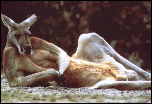 Aussie_20Playboy.jpg Aussie_20Playboy.jpg