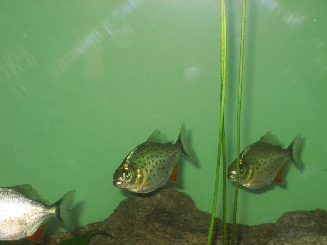 2inch p's 003.JPG