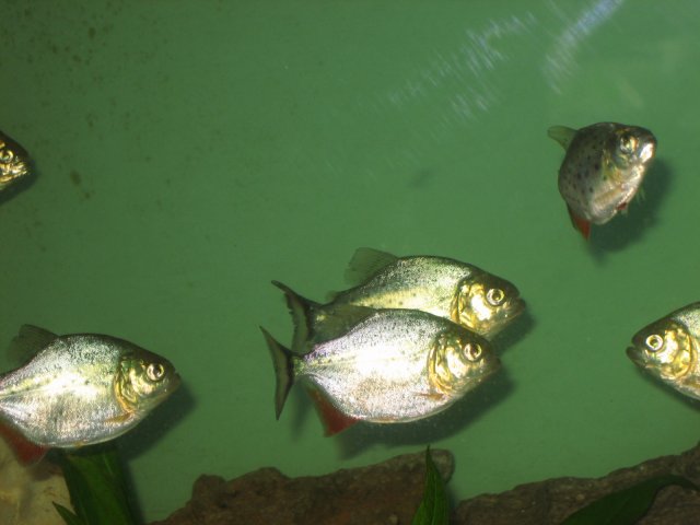 2inch p's 004.JPG