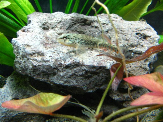 jos fish 059.jpg