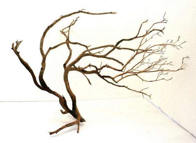 LG STUMP 46 SIDE 2 0001.JPG