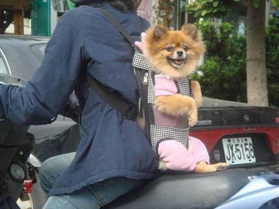 puppy-papoose-04.jpg puppy-papoose-04.jpg