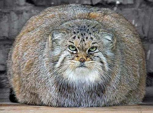 overweight-wildcat.jpg overweight-wildcat.jpg