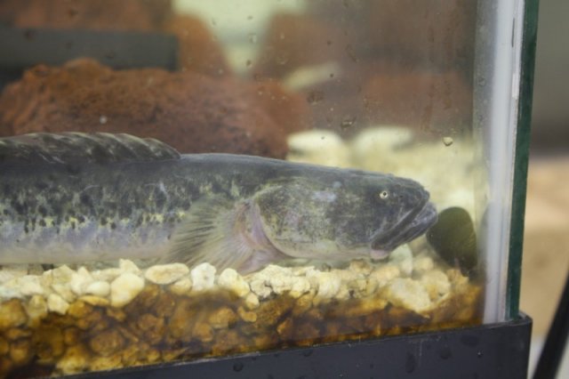 violet goby 002.JPG