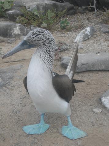 p312809-Galapagos_Islands-Blue_footed_booby.jpg