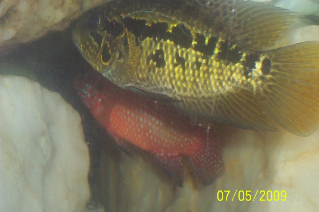 120 gallon fish pics and family pics 073.jpg