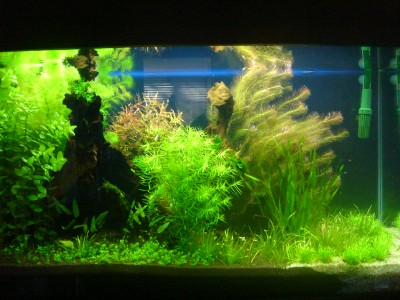before first trimming.jpg