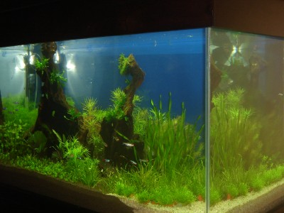 after first trimming, with fish.jpg
