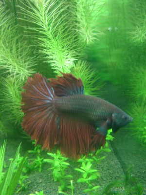 yoshi, first in the tank.jpg