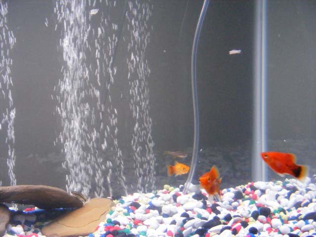 29 g tank 2.jpg