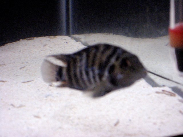 IMG_0888.JPG