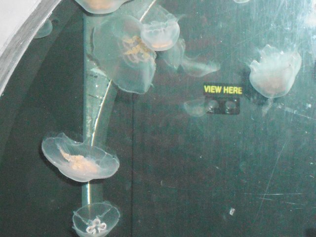 DSCF0019.JPG