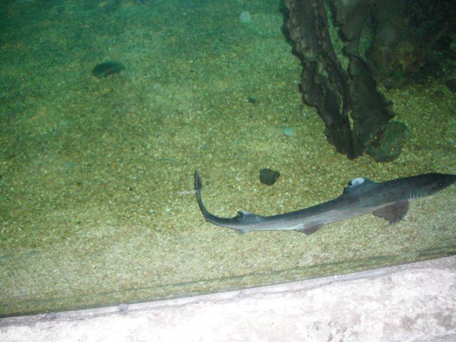DSCF0021.JPG