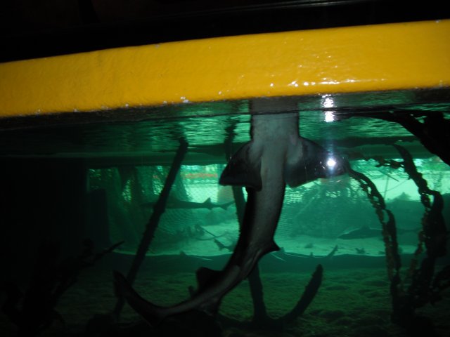 DSCF0027.JPG