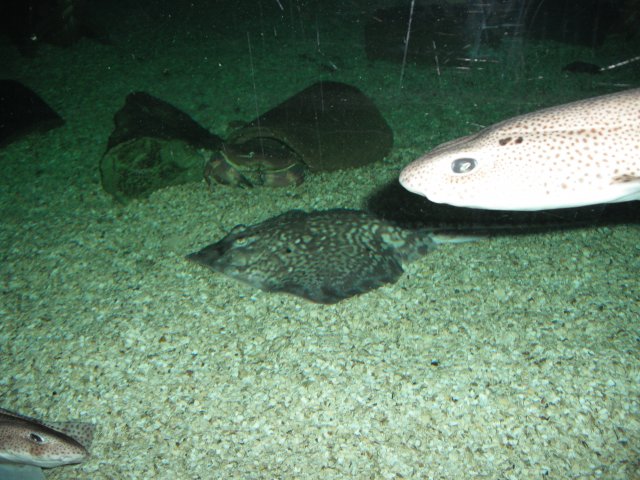 DSCF0031.JPG