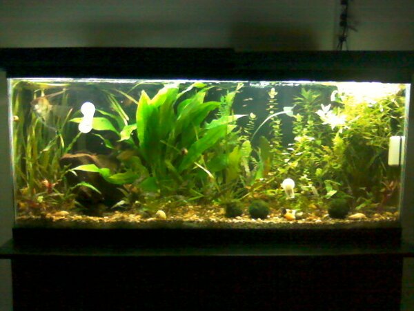 show me your 55 gallon planted tank aquariacentral com