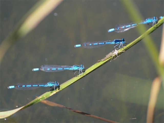 Damselflies.jpg
