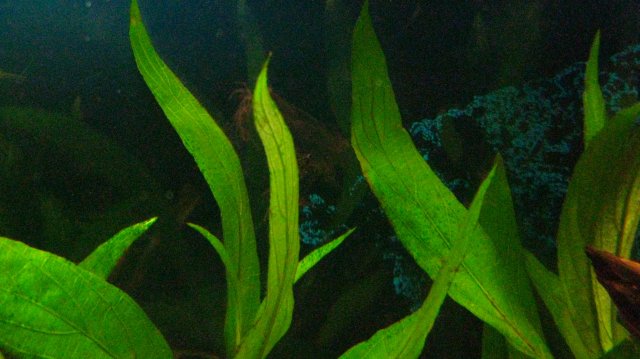 algae 1.JPG