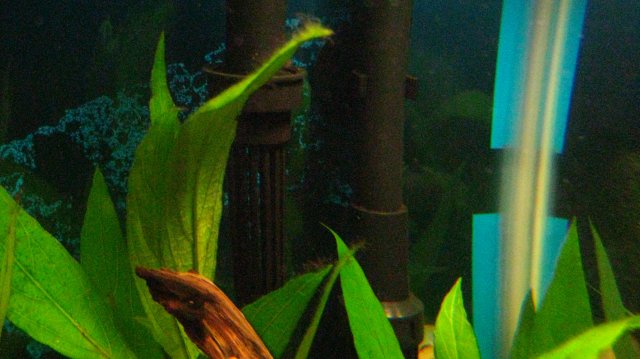 algae 2.JPG