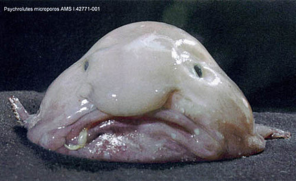 blobfish5.jpg
