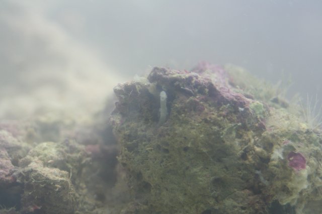 New SW Tank 003.jpg
