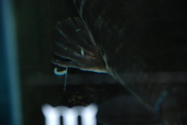 gar injury and aca 040.jpg