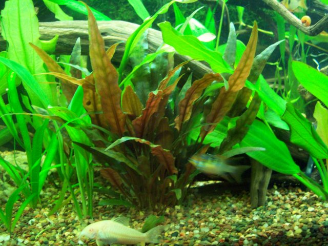 100_1732.JPG